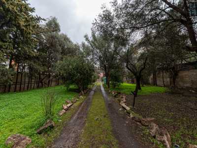 Entriamo e ci facciamo strada lungo il viale di 60 metri che, costeggiando la vegetazione laterale...